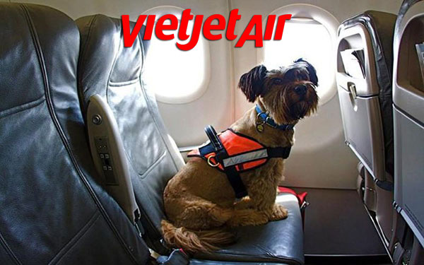 Quy định vận chuyển thú cưng trên máy bay Vietjet Air!